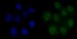 Anti-FEN1 Antibody Picoband™ (monoclonal, 7D11D7)